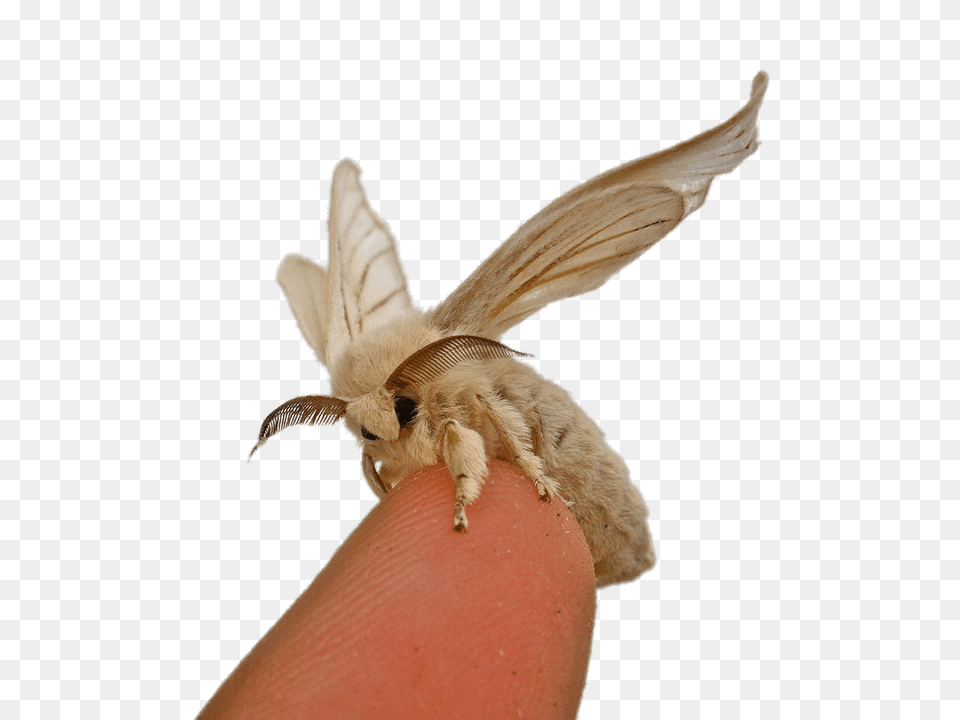 Silkworm Moth On Fingertip, Animal, Insect, Invertebrate, Butterfly Png