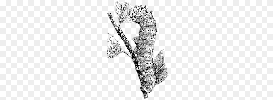Silkworm On A Branch Illustration, Art, Nature, Outdoors, Snow Png Image