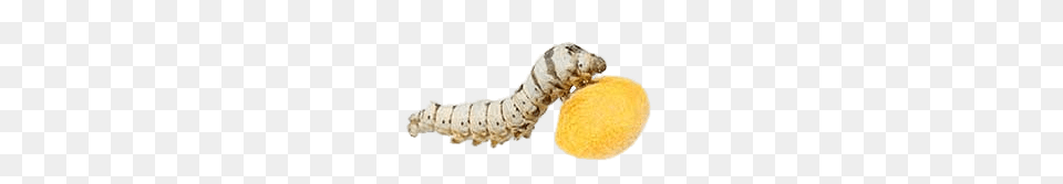 Silkworm With Cocon, Animal, Invertebrate, Worm Free Png Download