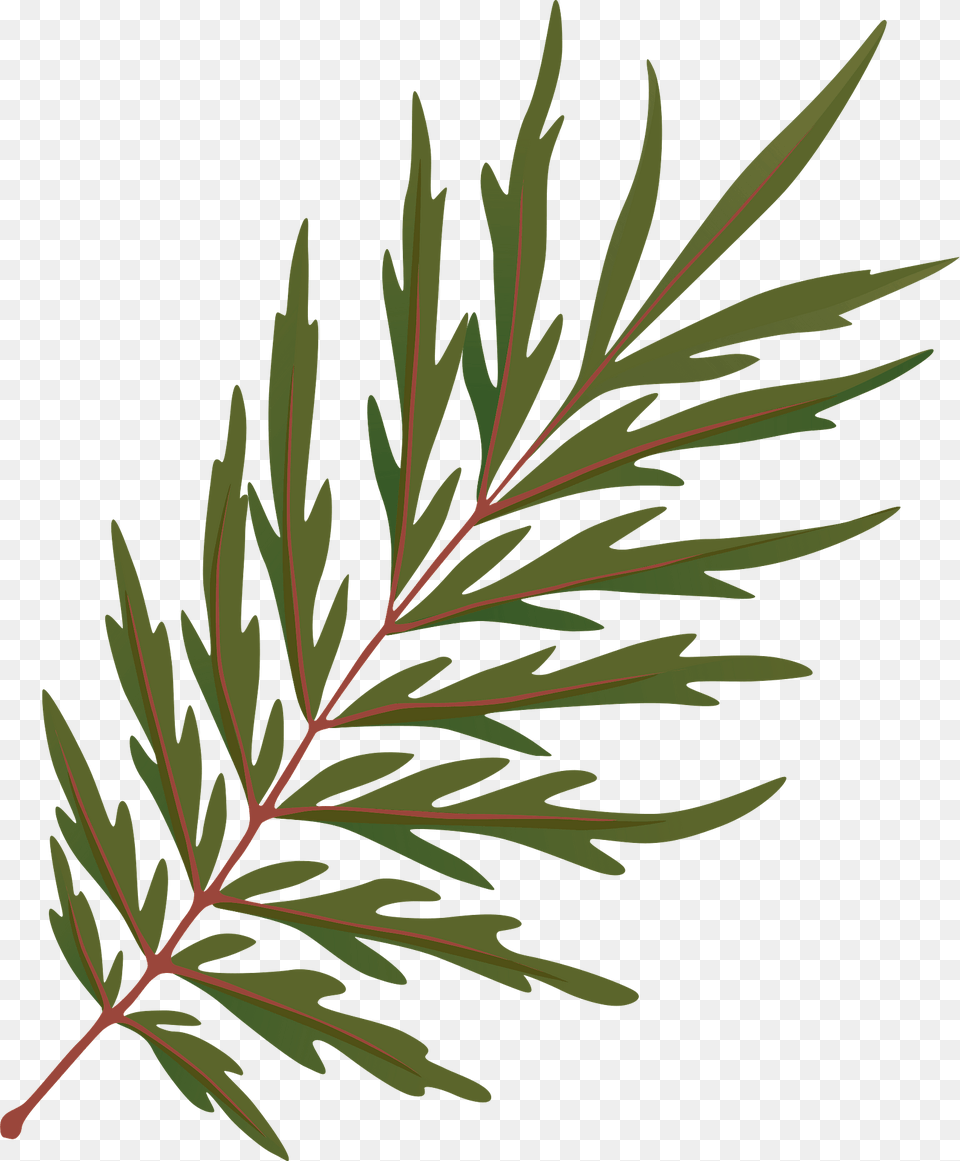 Silky Oak Autumn Leaf Clipart, Conifer, Tree, Plant, Grass Free Png