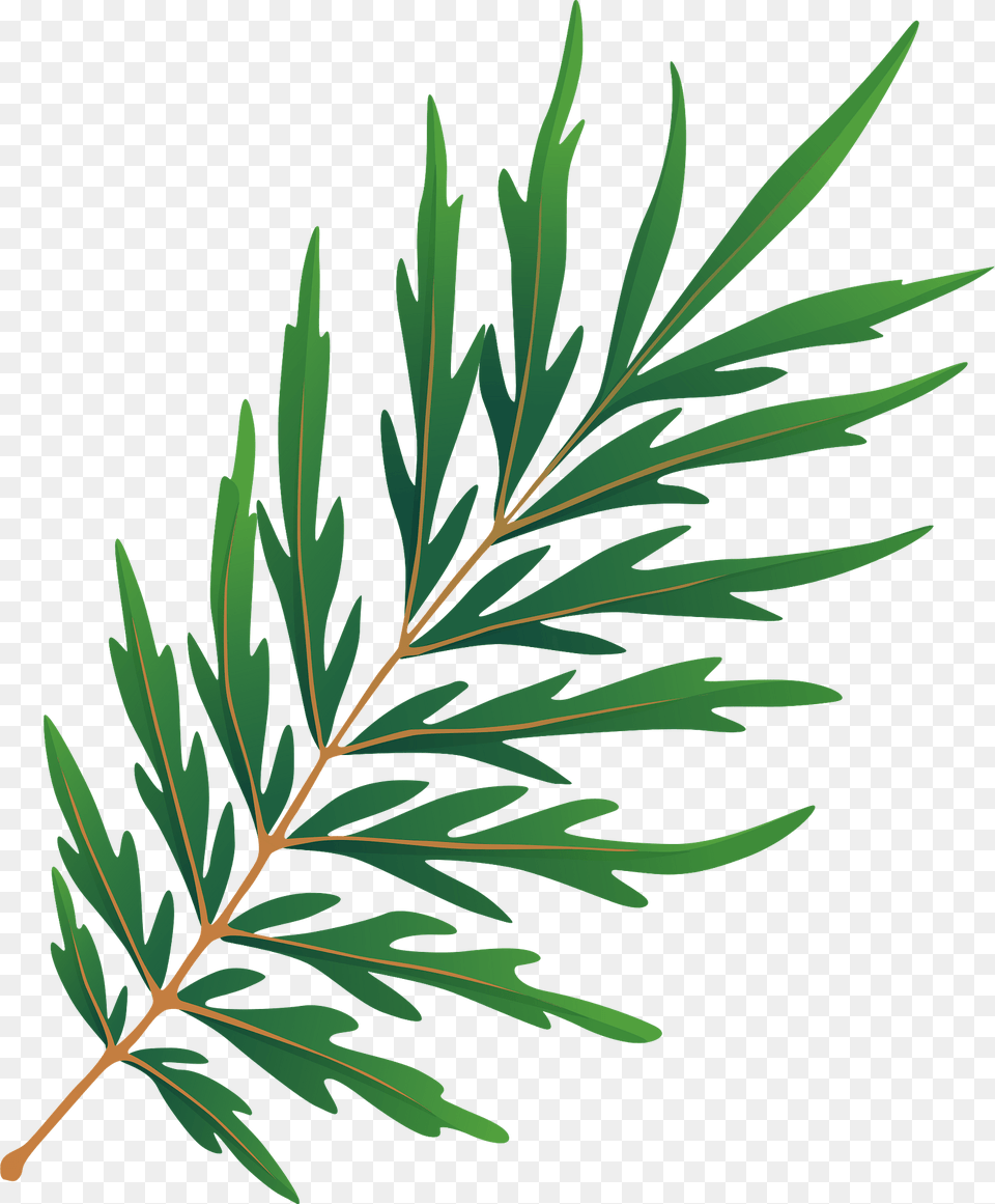 Silky Oak Spring Leaf Clipart, Conifer, Green, Plant, Tree Free Png