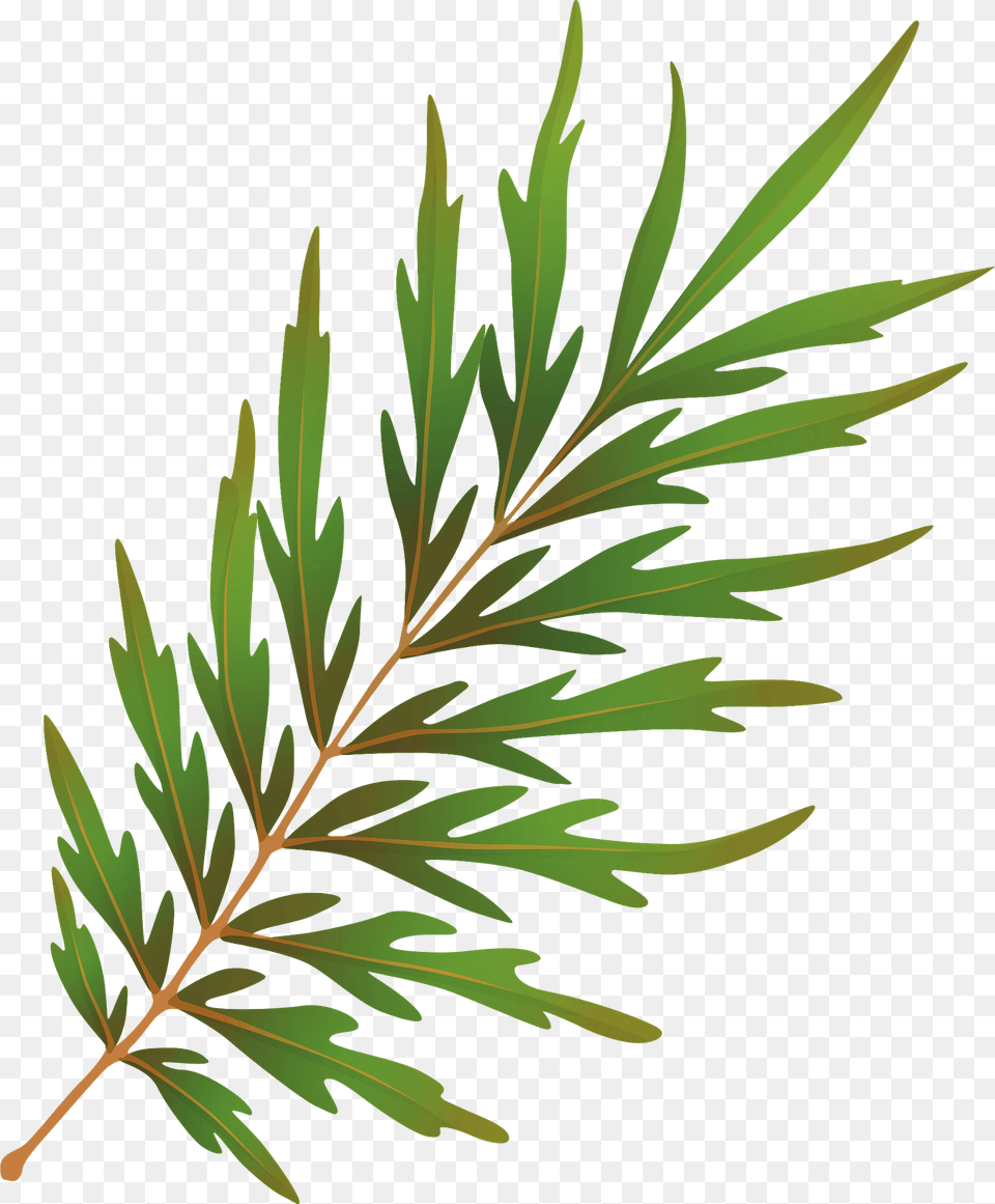 Silky Oak Summer Leaf Clipart, Conifer, Plant, Tree, Vegetation Free Png Download