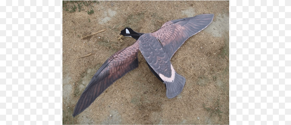 Sillosocks Canada Goose Flapper Sillosocks Flapping Goose Decoys Sillosocks Motion, Animal, Bird, Waterfowl Png Image