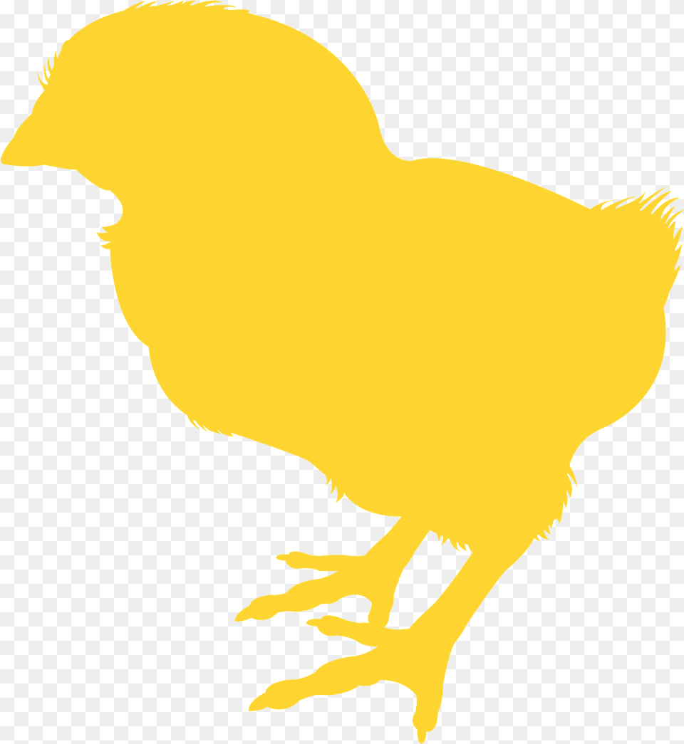 Silueta De Un Pollito, Animal, Person, Bird Png Image