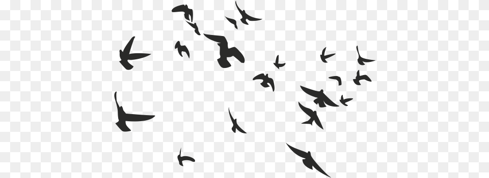 Silueta Pajaros Envole D Oiseaux Dessin, Animal, Flock, Bird, Flying Free Png