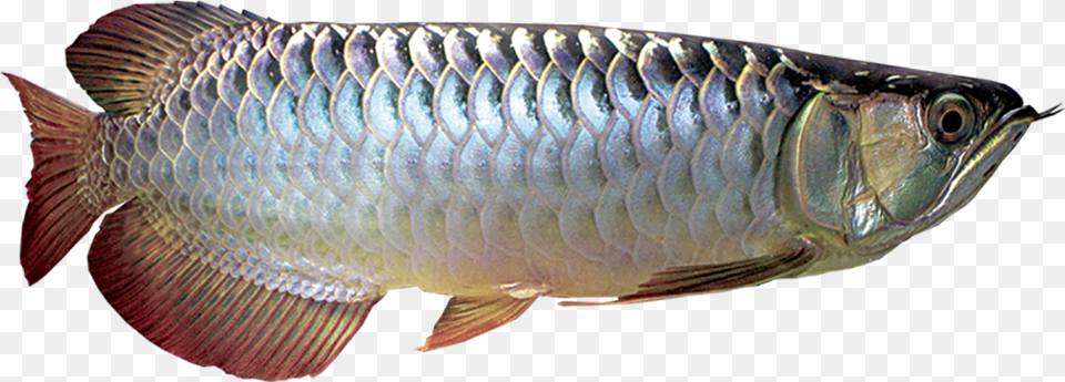 Silver Arowana Fish, Animal, Sea Life, Carp, Herring Free Transparent Png