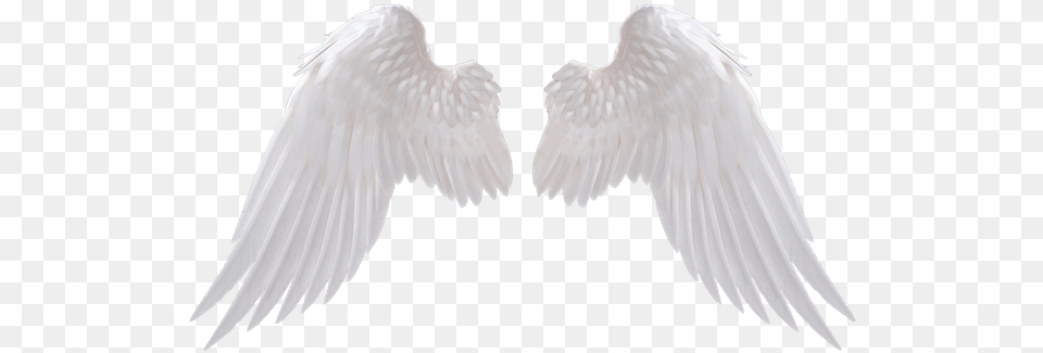 Silver Banner Angel Wings, Animal, Bird, Vulture, Flying Png Image