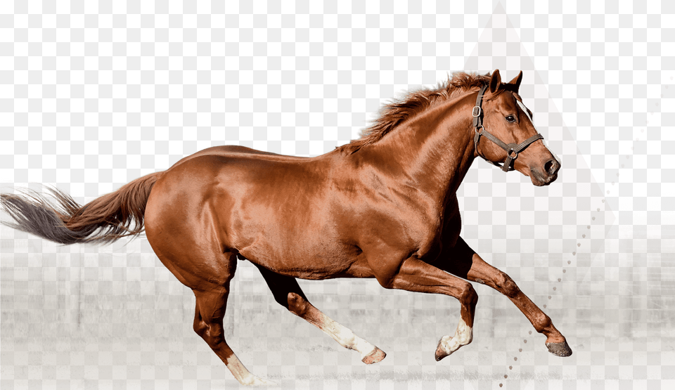 Silver Banner Irish Stallion Best Design Sorrel, Animal, Colt Horse, Horse, Mammal Free Png Download