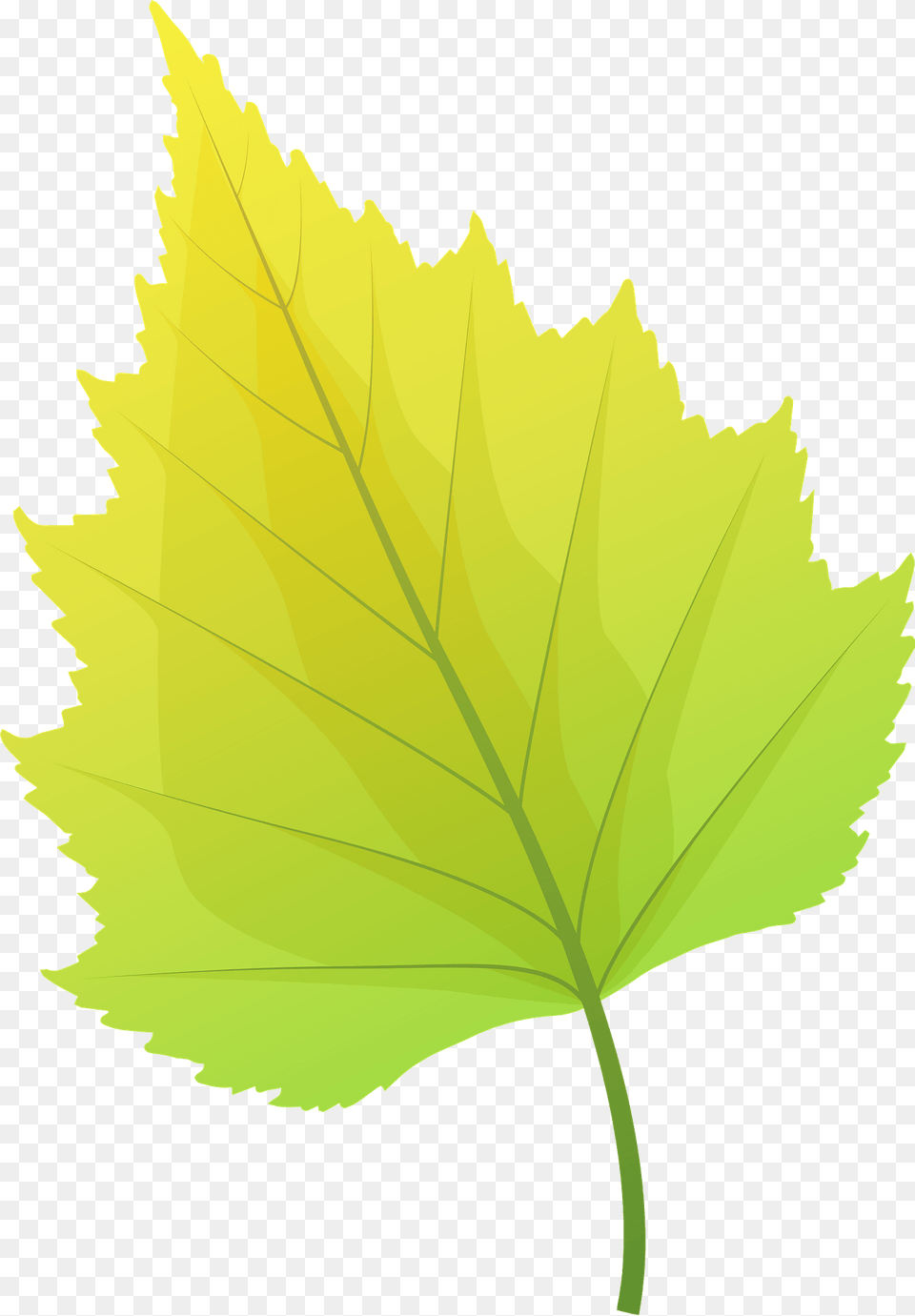 Silver Birch Autumn Leaf Clipart, Plant, Tree, Maple Leaf, Oak Free Transparent Png