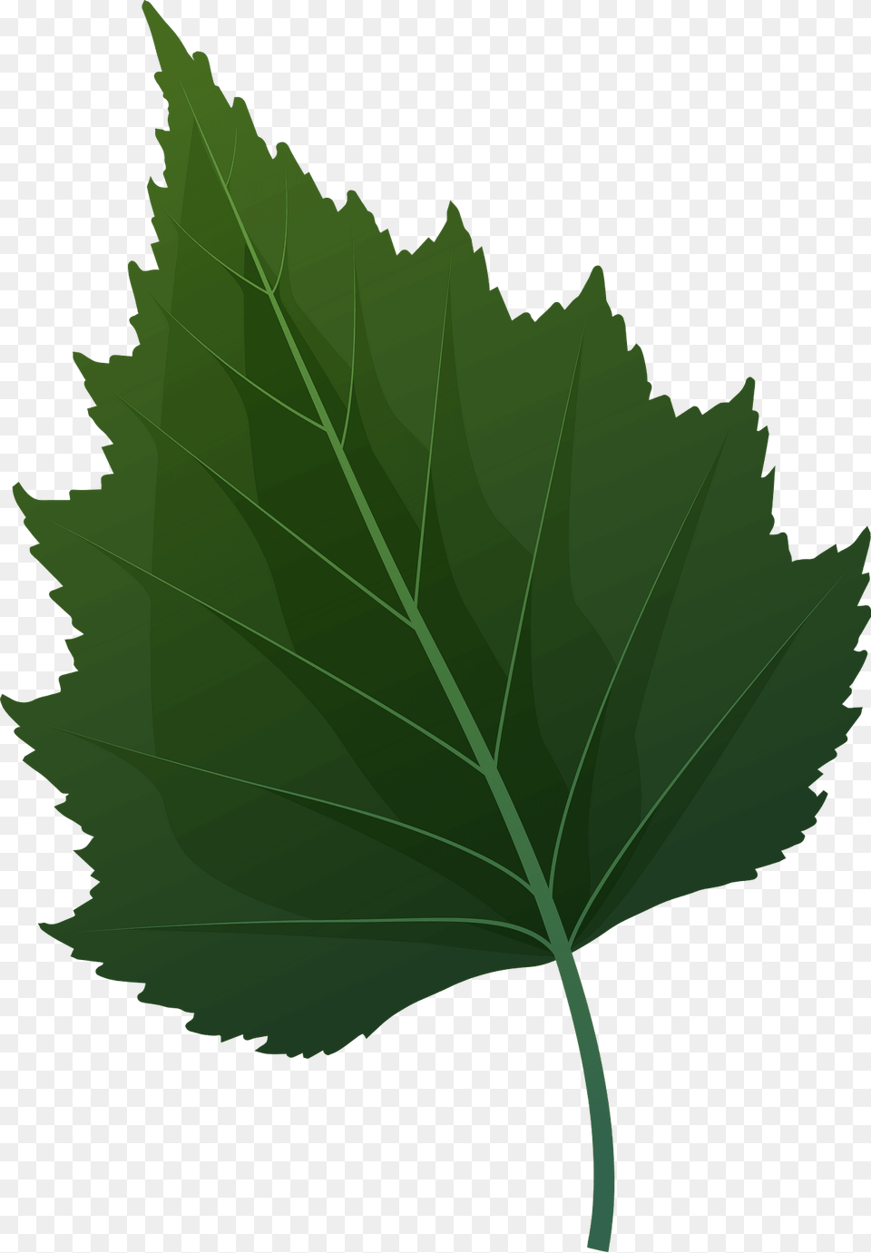 Silver Birch Green Leaf Clipart, Oak, Plant, Sycamore, Tree Free Png Download