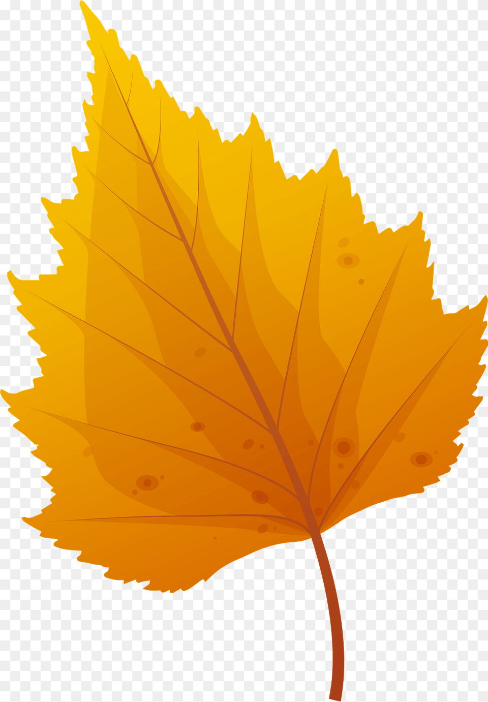 Silver Birch Late Autumn Leaf Clipart, Plant, Tree, Maple Leaf Free Transparent Png