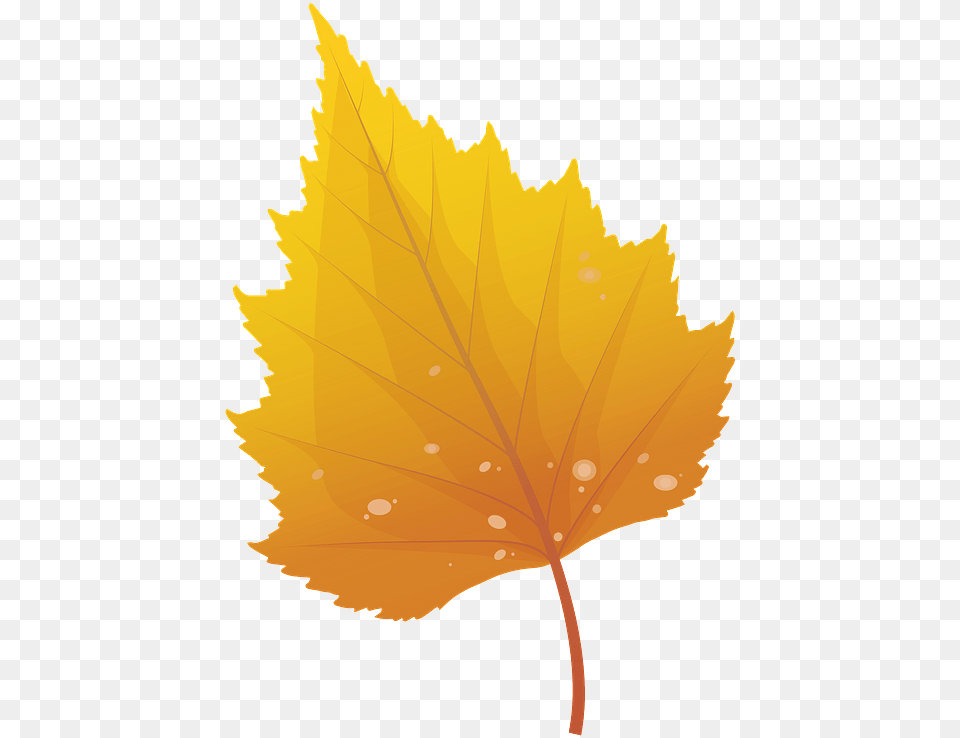 Silver Birch Late Autumn Leaf Clipart Birch Leaf Clipart, Plant, Tree, Maple Leaf, Person Png