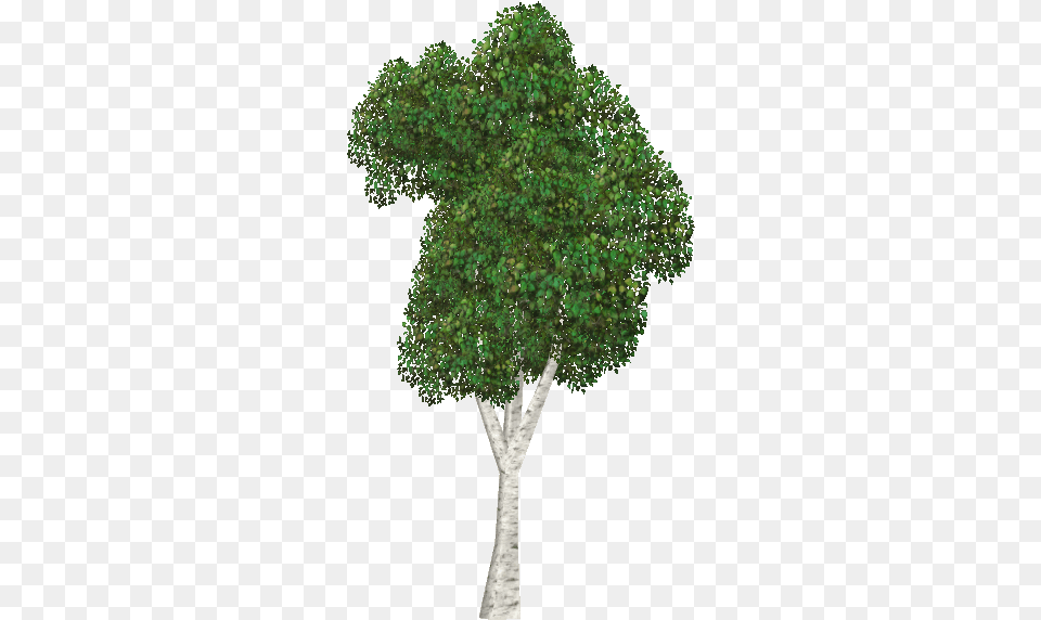 Silver Birch Mexican Pinyon, Oak, Plant, Sycamore, Tree Png Image