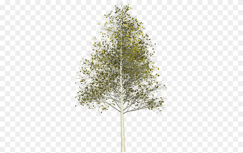Silver Birch Tree, Plant, Conifer, Fir Free Png