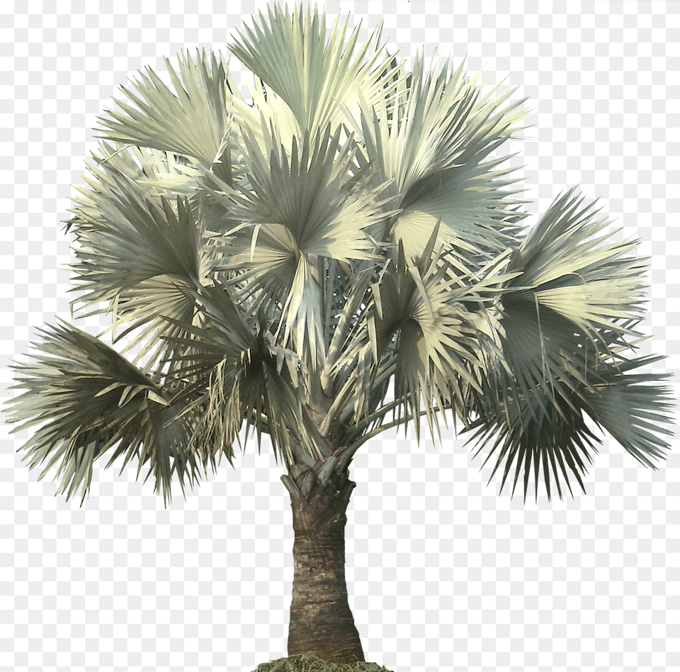 Silver Bismarck Palm, Palm Tree, Plant, Tree Free Png