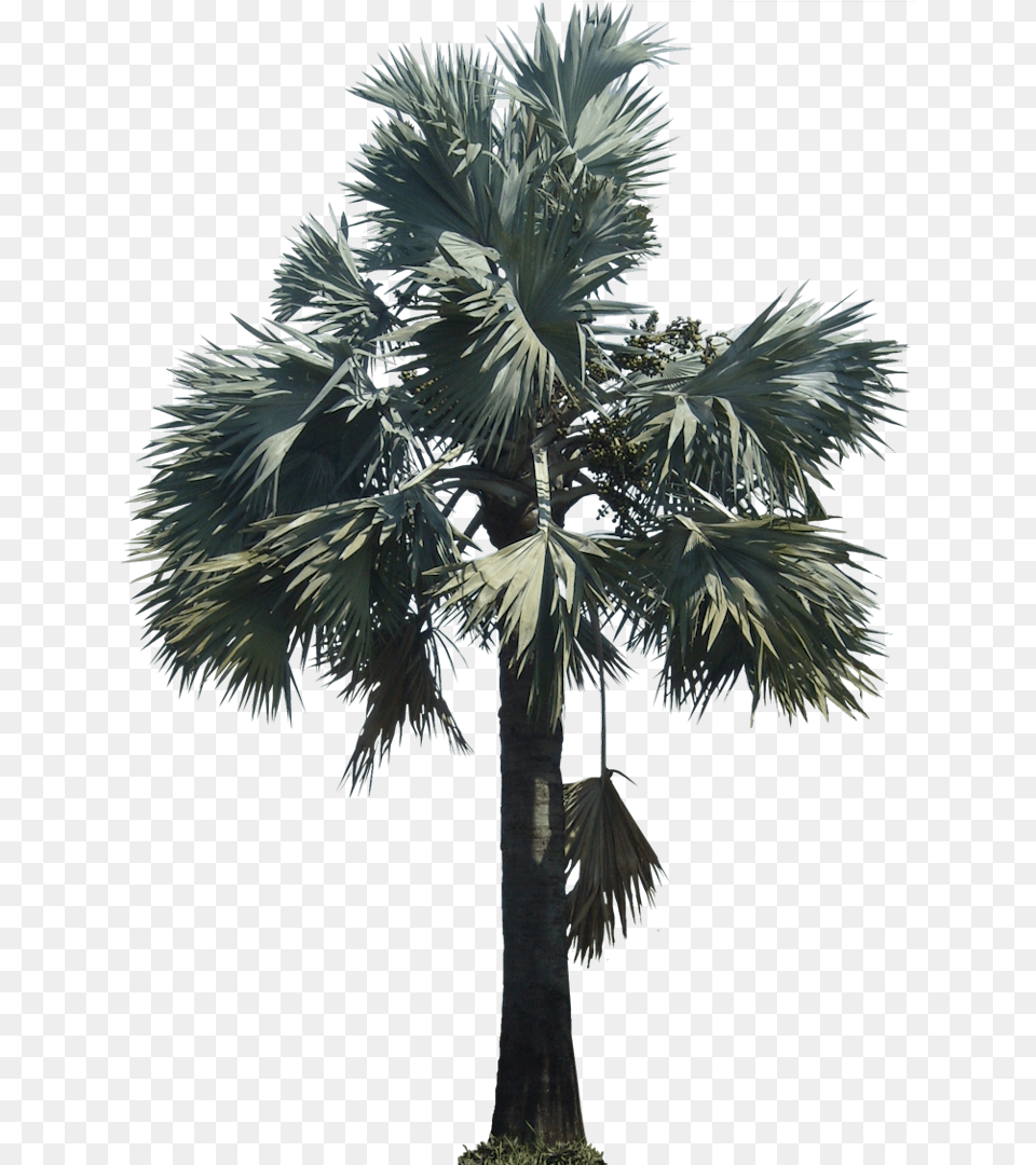Silver Bismarck Palm, Palm Tree, Plant, Tree Free Transparent Png