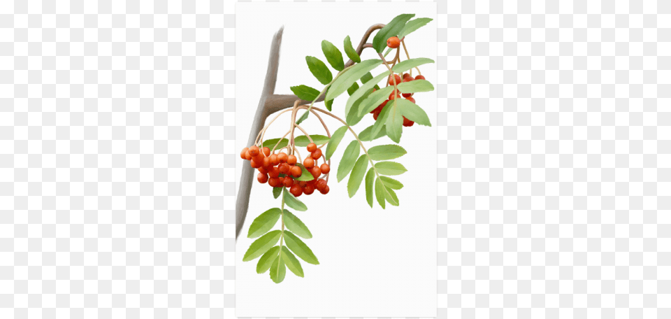 Silver Buffaloberry, Food, Fruit, Leaf, Plant Png Image