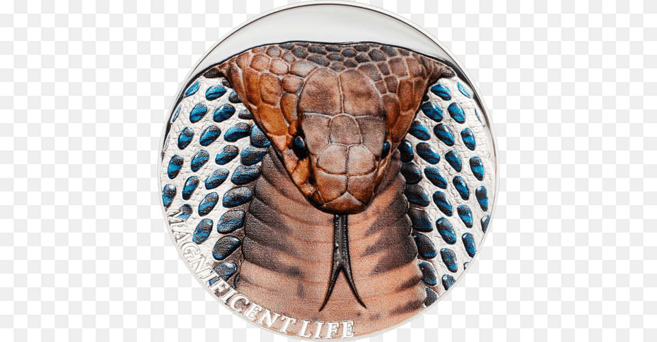 Silver Coin, Animal, Cobra, Reptile, Snake Png Image