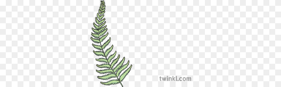 Silver Fern New Zealand Native Plants Ks1 Illustration Twinkl Fern New Zealand Plants, Plant, Leaf Png