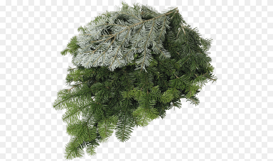 Silver Firclass Silver Fir Vs Douglas Fir, Conifer, Plant, Tree, Pine Free Transparent Png