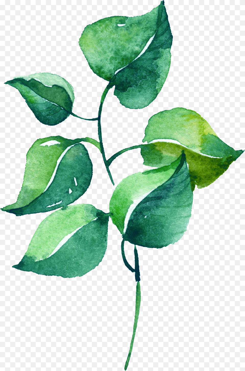 Silver Leaf Eucalyptus Branch Leaf Print Watercolor, Herbal, Herbs, Plant, Vine Free Transparent Png