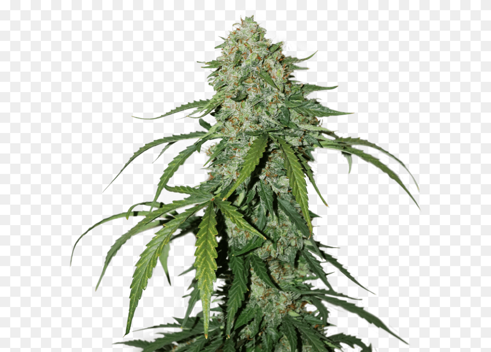 Silver Lime Haze Cbd Silver Lime Haze, Plant, Hemp Free Png Download