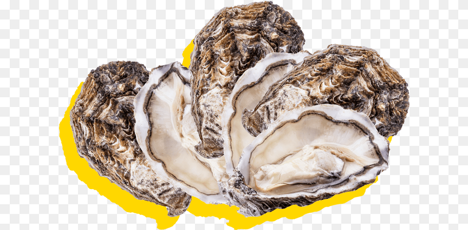 Silver Lining About Happy Hour Oysters Tiostrea Chilensis, Food, Seafood, Animal, Sea Life Free Png Download