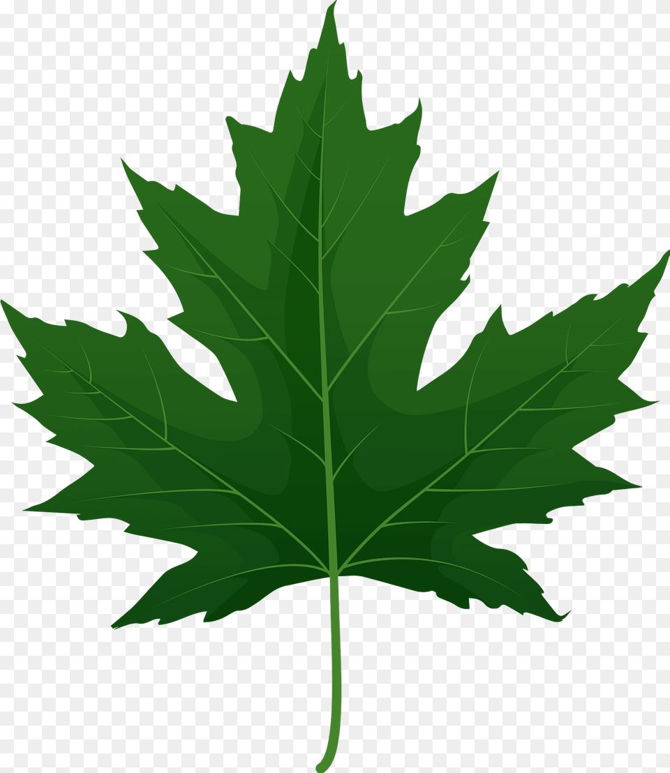 Silver Maple Green Leaf Clipart, Plant, Tree, Maple Leaf Free Png