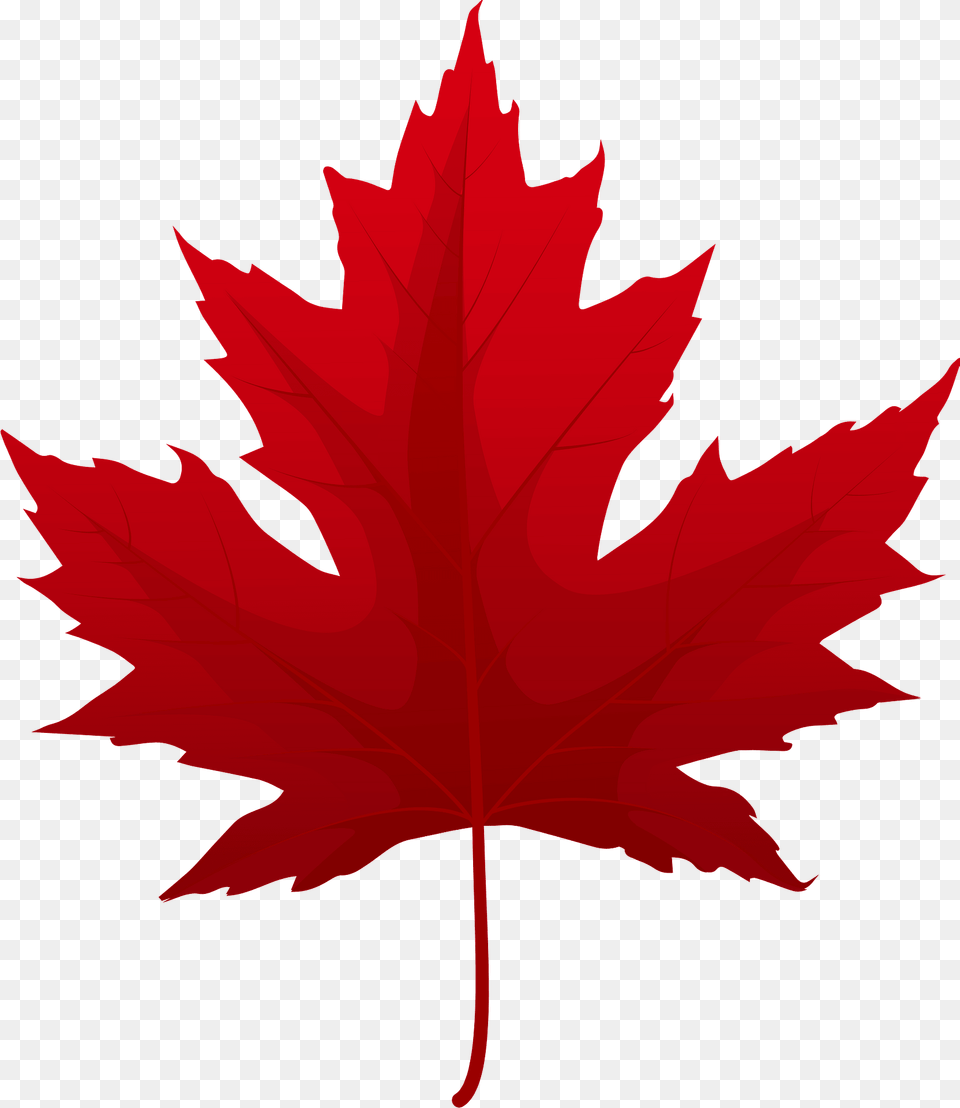 Silver Maple Red Leaf Clipart, Plant, Tree, Maple Leaf Png Image