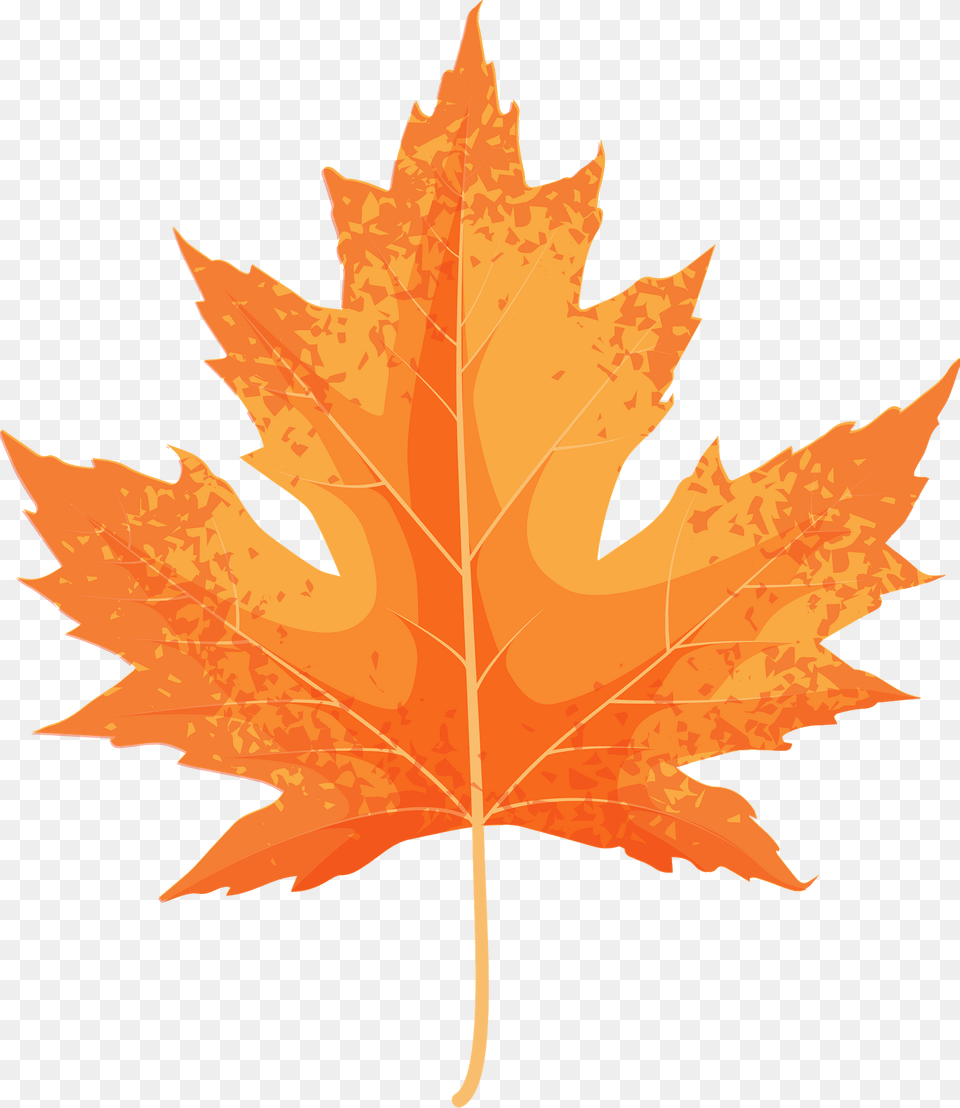 Silver Maple Yellow Leaf Clipart, Plant, Tree, Maple Leaf Free Png