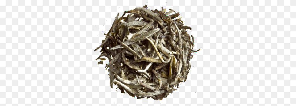 Silver Needles Organic Dafang Tea, Plant Png