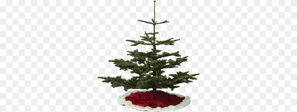 Silver Tip Christmas Trees Types Of Christmas Tree, Plant, Pine, Fir, Festival Free Transparent Png