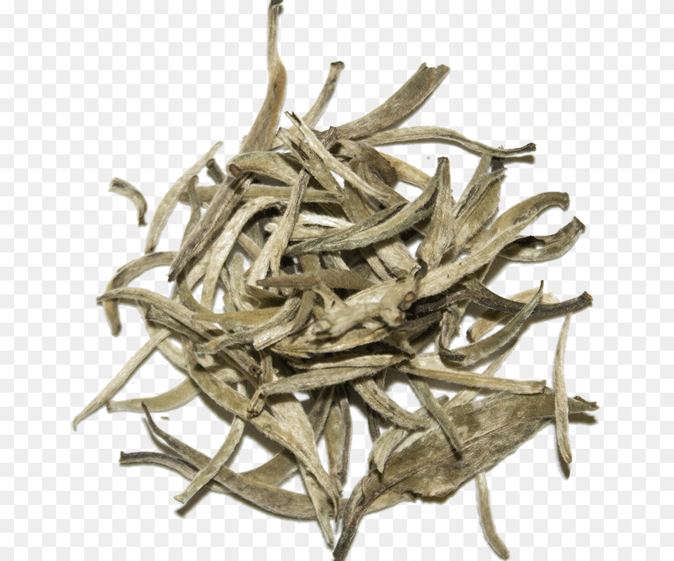 Silver White Tea, Wood, Driftwood, Plant, Antler Free Png
