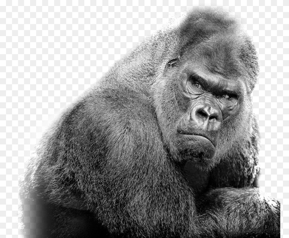 Silverback Gorilla Clip Royalty Gorilla, Animal, Ape, Mammal, Monkey Free Png