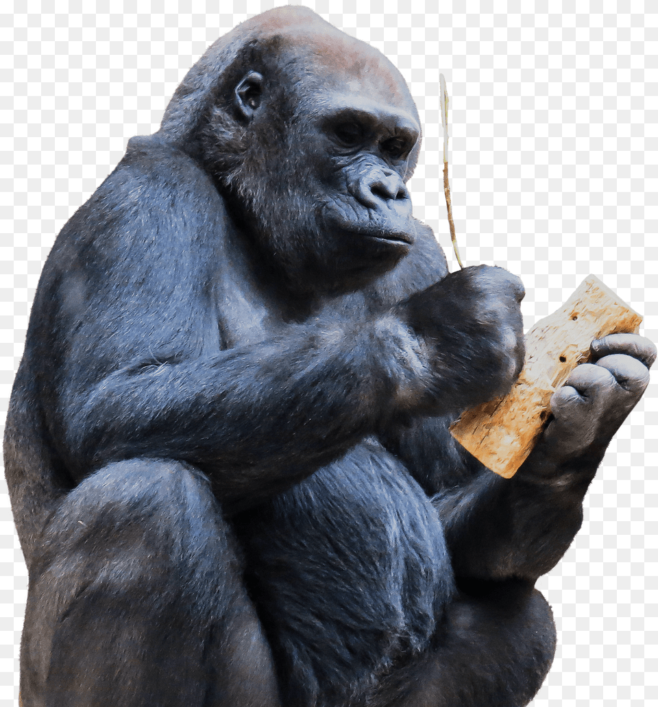 Silverback Gorilla For On Mbtskoudsalg Gorila De, Animal, Ape, Mammal, Wildlife Free Png Download