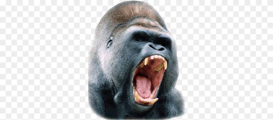 Silverback Gorilla Picture Angry Gorilla Close Up, Animal, Ape, Mammal, Wildlife Png
