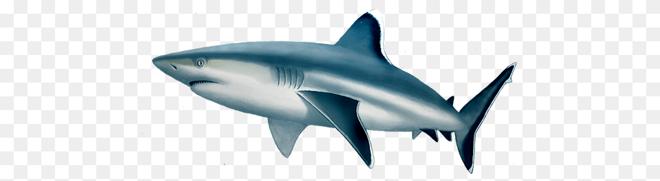 Silvertip Shark, Animal, Fish, Sea Life, Great White Shark Png