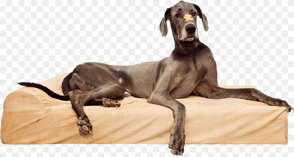 Simien Pets Large Or Extra Large Dog Bed Dark Chocolate Dog Beds, Animal, Canine, Mammal, Great Dane Free Png Download