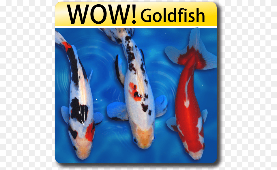 Similar To Koi Fish, Animal, Sea Life, Carp Png Image