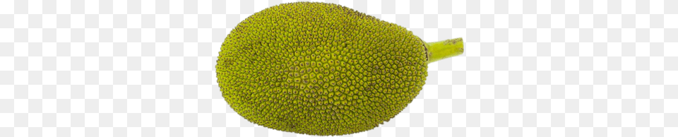Similar Tropical Fruit Clipart Ready For Download Jackfruit, Food, Plant, Produce, Animal Png