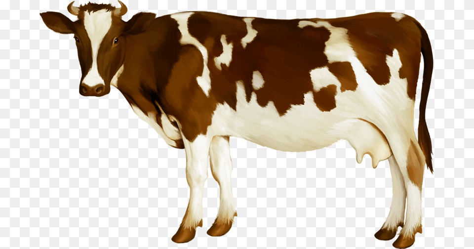 Simmental Cattle Milk Dairy Cattle Calf Dairy Cow, Animal, Dairy Cow, Livestock, Mammal Free Transparent Png