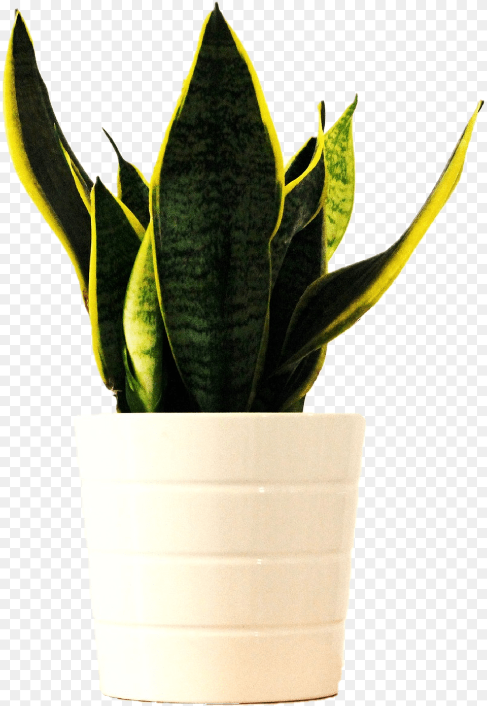 Simpatia Com Espada De So Jorge, Jar, Plant, Planter, Potted Plant Png