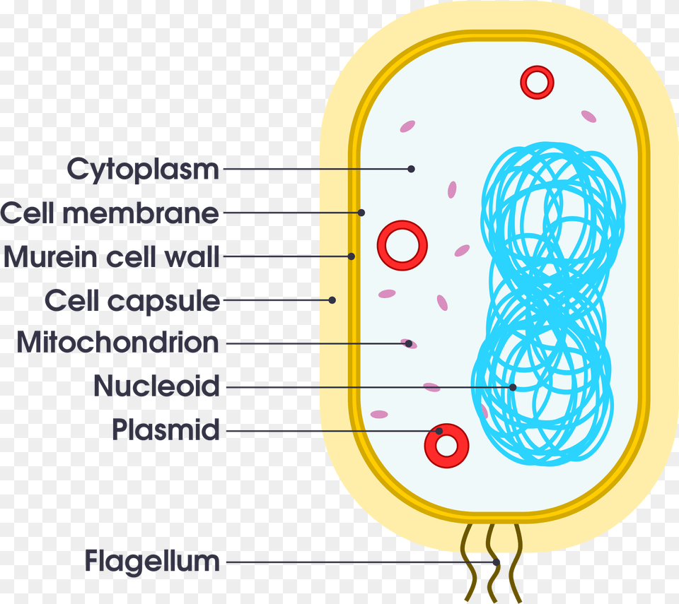 Simple Bacteria Cell Diagram Png Image