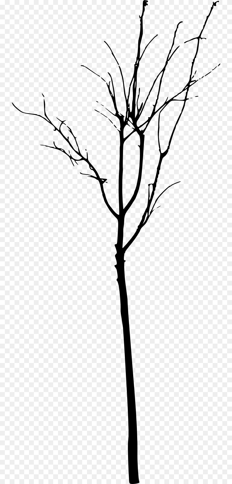 Simple Bare Tree Twig, Art, Drawing, Silhouette, Plant Free Transparent Png