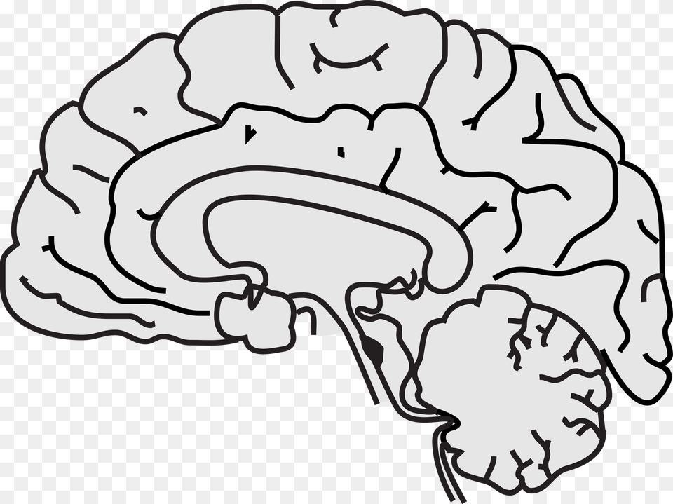 Simple Brain Clipart Clip Art Images Free Png Download