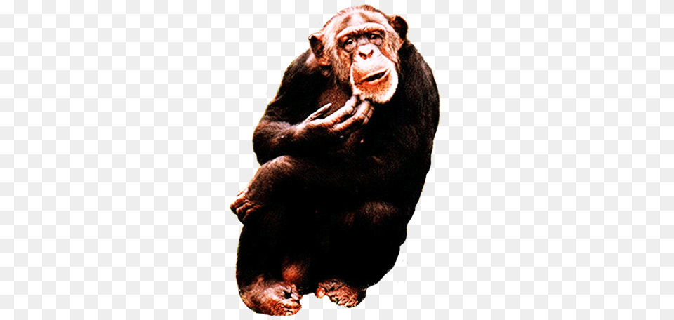 Simple Chimpanzee Clipart Animal Clip Art, Ape, Mammal, Wildlife, Bear Free Png