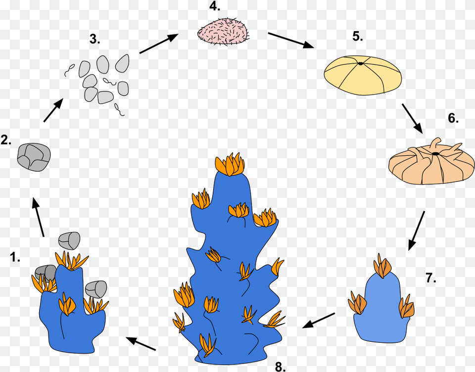 Simple Coral Reef Life Cycle, Cartoon, Person, Baby, Outdoors Png