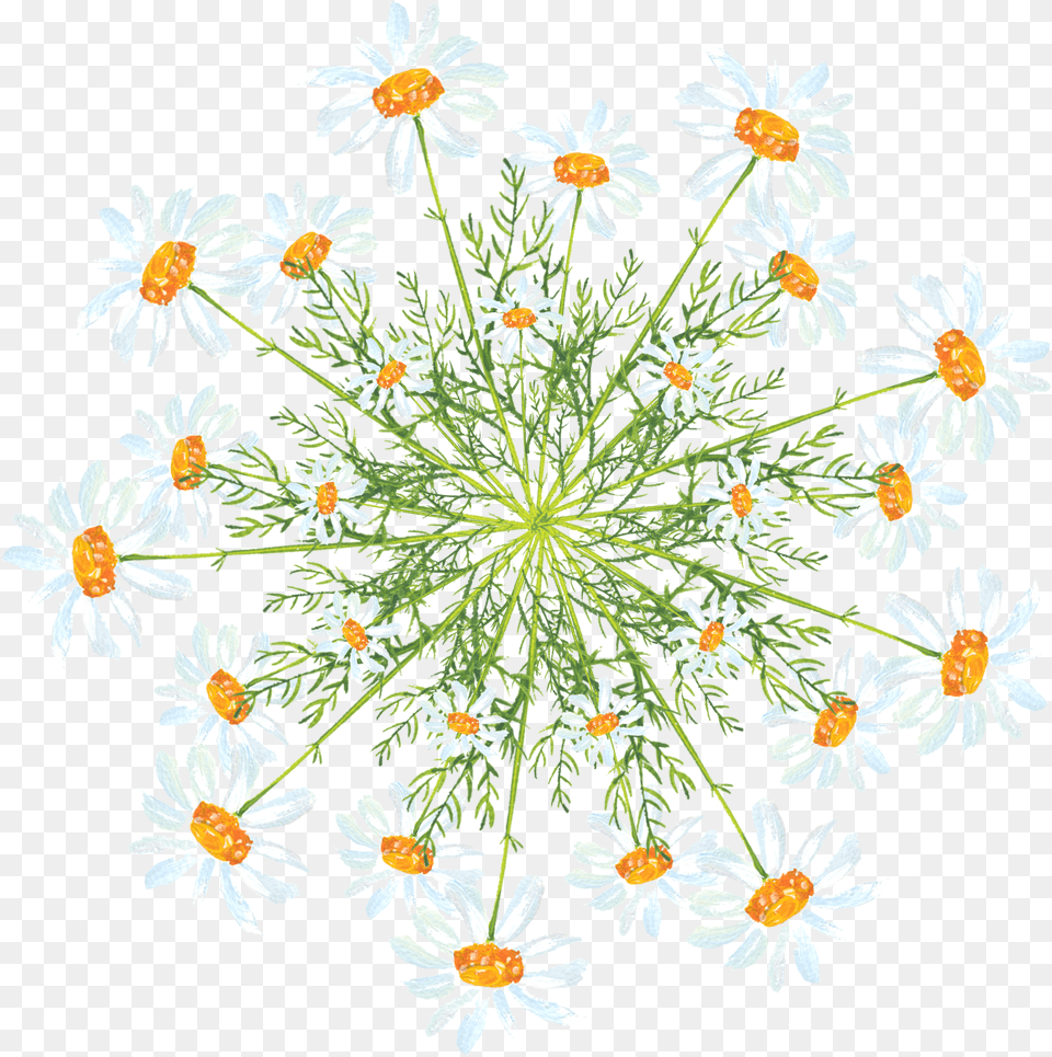Simple Creative Watercolor Flower Decoration And Watercolor Daisy Doodle, Pattern, Plant, Art, Floral Design Free Png Download