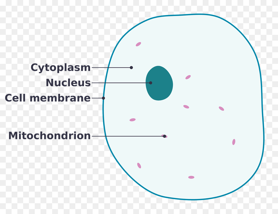 Simple Diagram Of Animal Cell Clipart Png Image