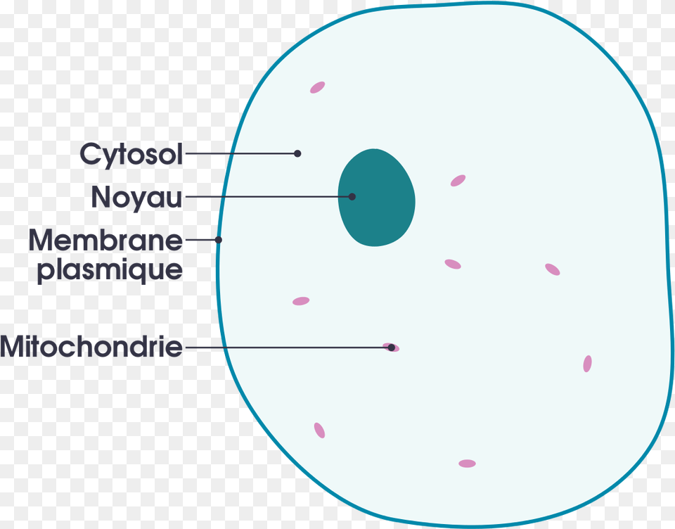 Simple Diagram Of Animal Cell Simple Animal Cell Animal Cell For Kids, Disk Png Image